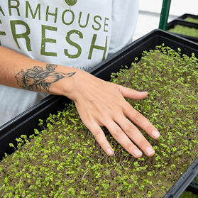 FarmHouse Fresh